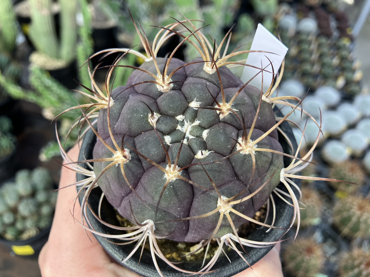 サボテン実生苗探訪 | オザキフラワーパーク | オザキフラワーパーク