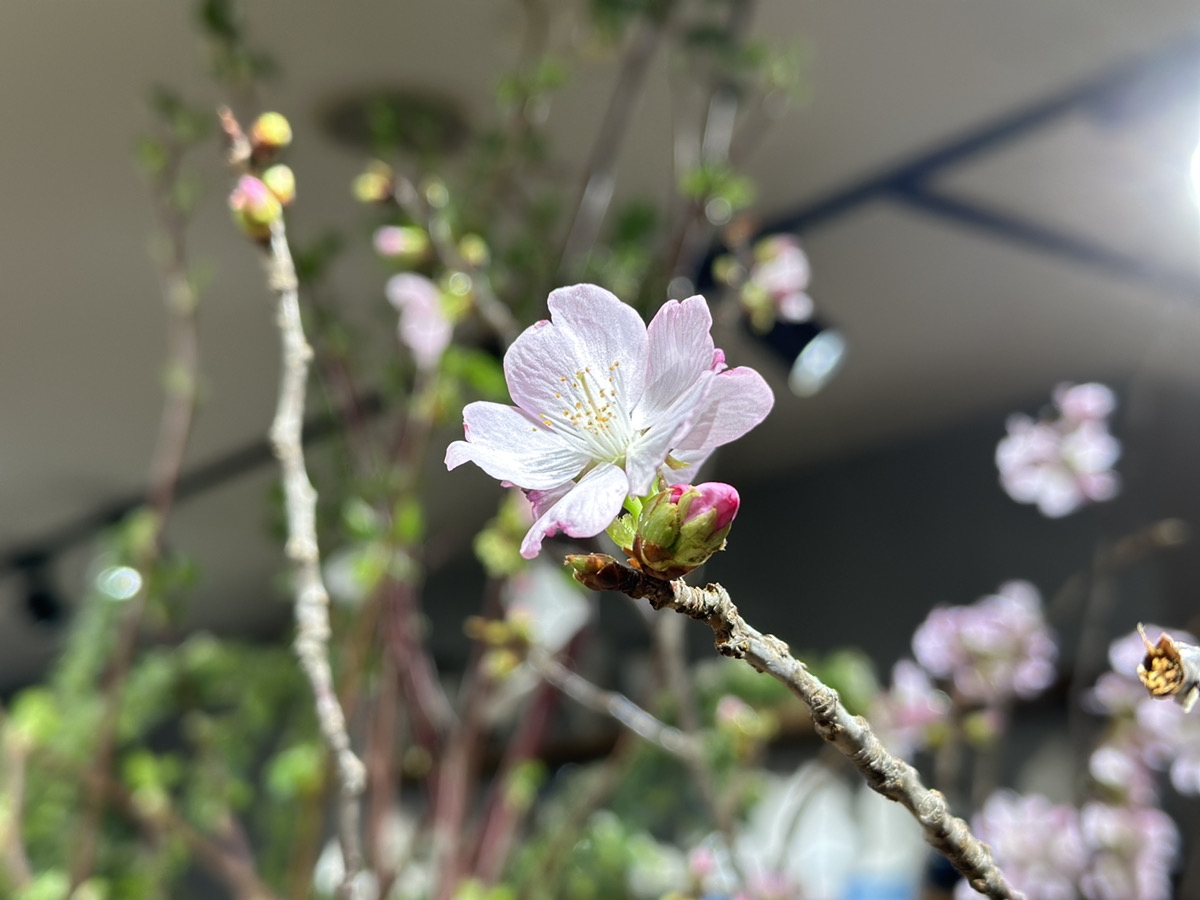 オザキフラワーパーク | オザキフラワーパーク