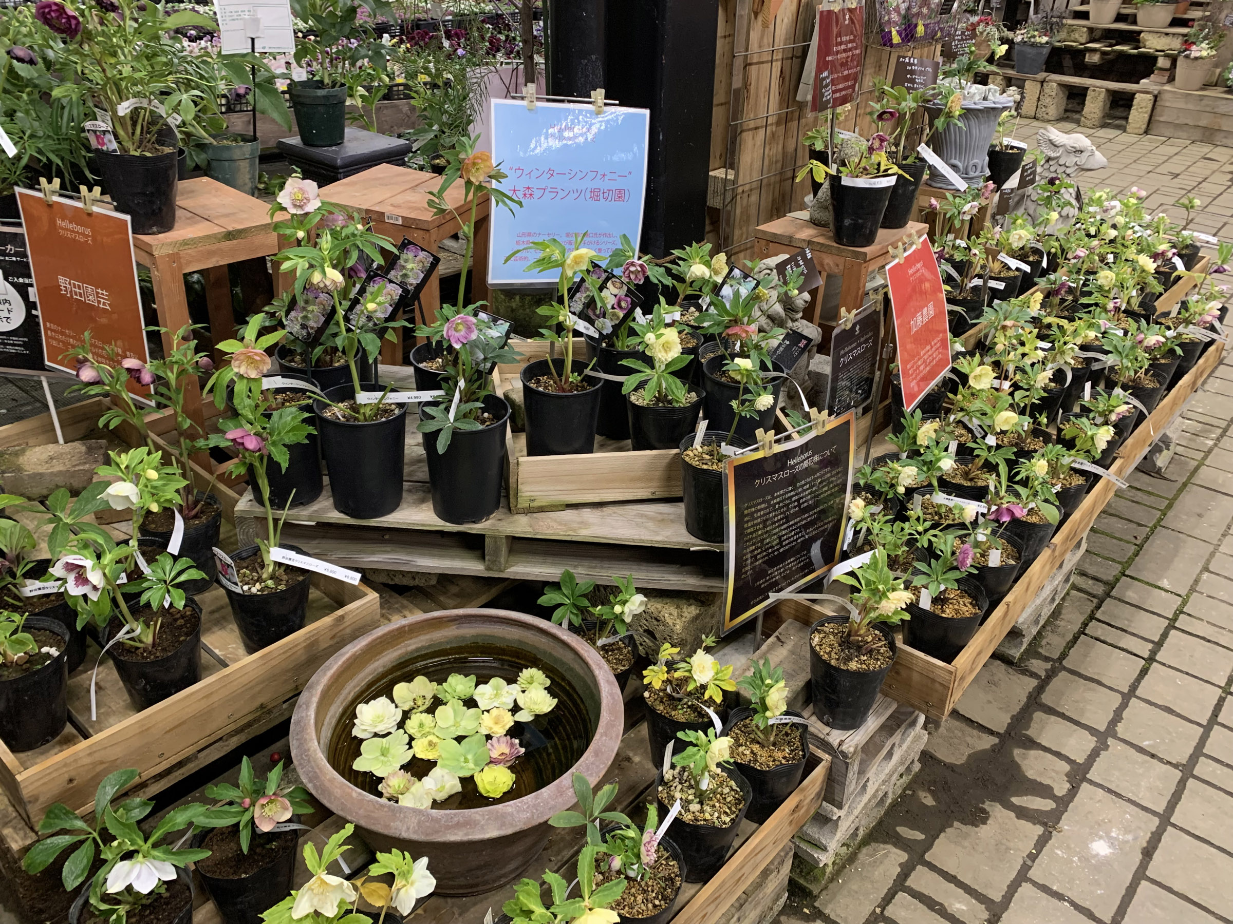 1F|クリスマスローズ入荷です! | オザキフラワーパーク | オザキ