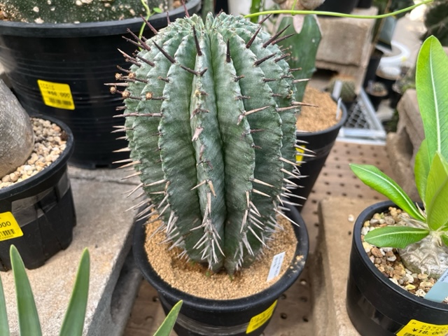 2F|サボテン、ユーフォルビア追加しました | オザキフラワーパーク