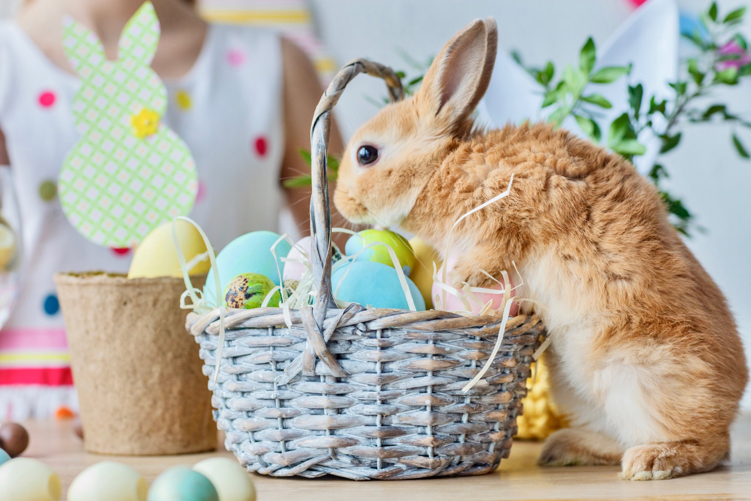 うさぎが幸運を引き寄せると言われる7つの理由 | パッケージNow！