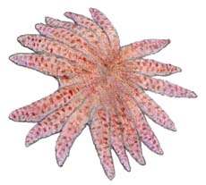 ヒトデ類・川崎悟司イラスト集