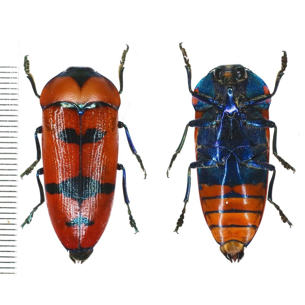 Calodema - Shop - Papua-insects