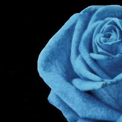 黒背景】青い薔薇(blue rose)400×400: parallel flower bis