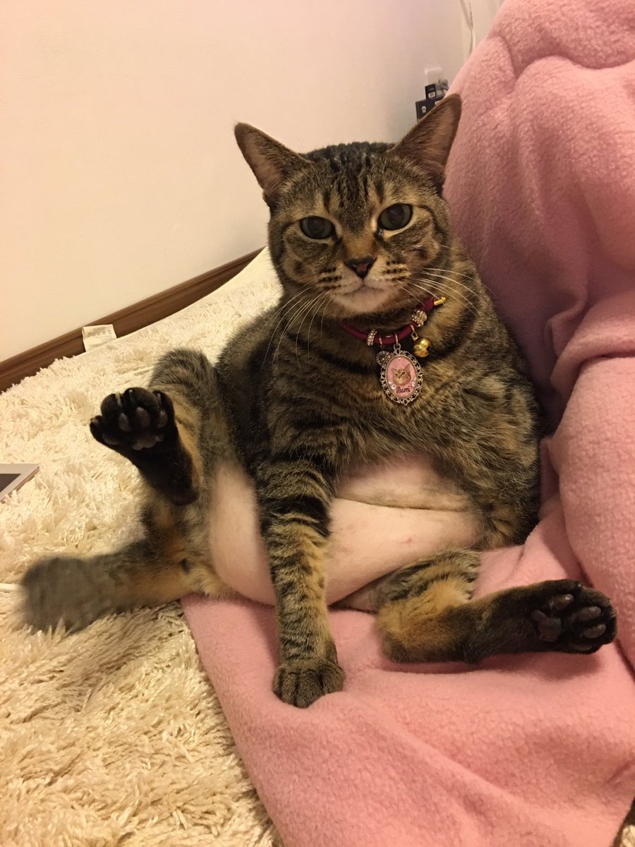 マミタス様ギザカワユス