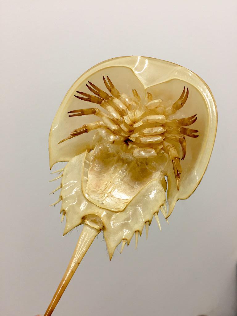 カブトガニの脱皮したので、殻を乾燥させ、机の上に飾っています