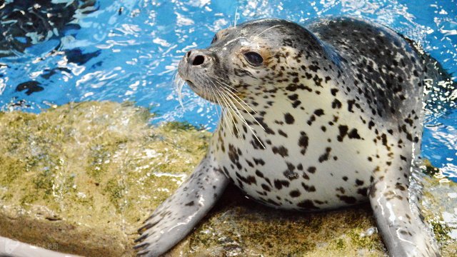 黒ゴマをトッピングした黒ゴマソフトクリームが登場しました🍦 その名