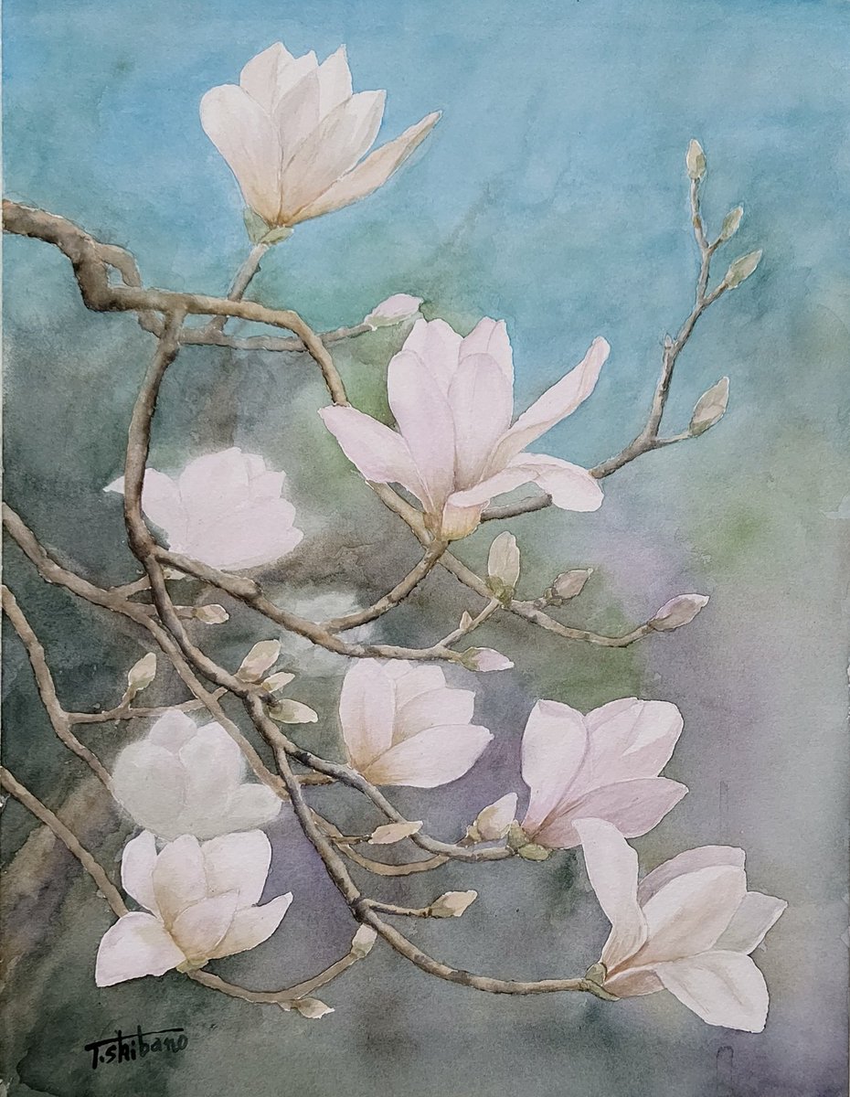 ハクモクレンF6 #透明水彩 #風景画 #花を描く #Watercolor