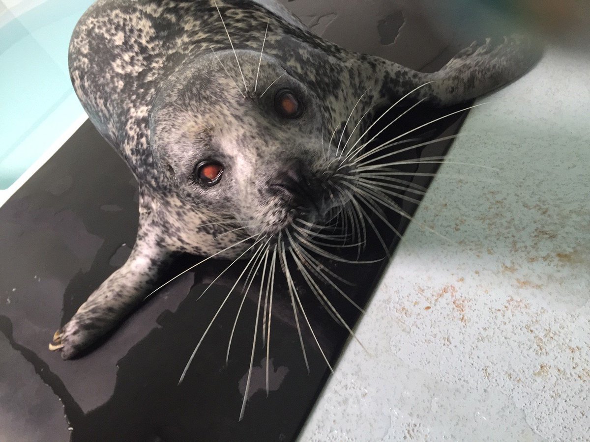 バックヤードで飼育中の #ゼニガタアザラシ のジージーです！ 写真は吻