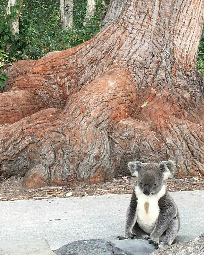 🐨#コアラ は見た！👀／ #QLD 屈指の #サーフタウン で、美食の町でも