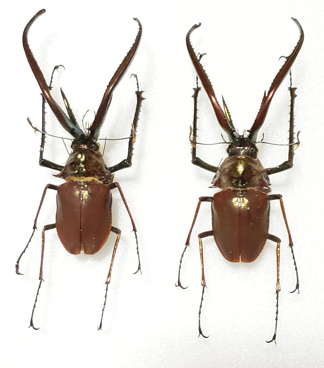 Chiasognathus granti 84㎜ 85㎜ コガシラクワガタ チリ産 バブル期