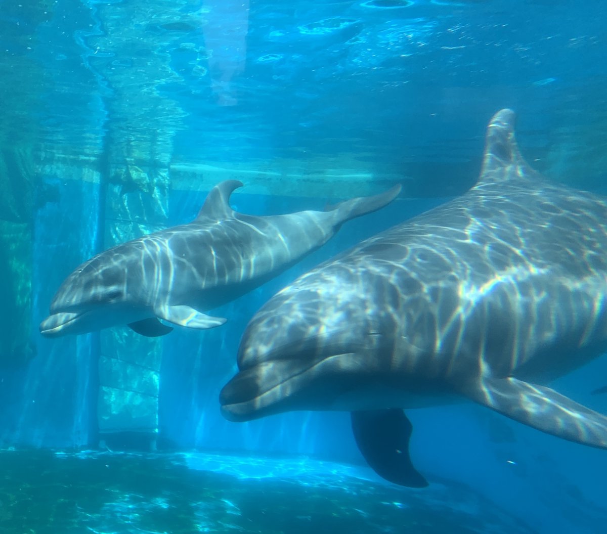 水族館「アクアミュージアム」では先日2頭の赤ちゃんが生まれました