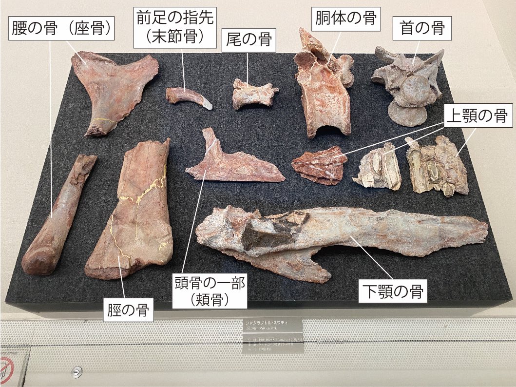 特大 化石 大型肉食恐竜の糞石 多彩 メノウ化 標本 鉱物 原石 鑑賞石