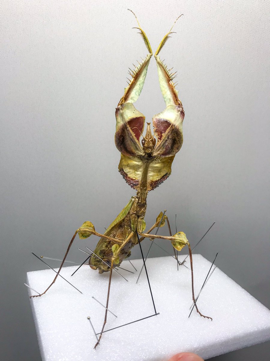 微調整中のニセハナマオウカマキリ Idolomantis diabolica の立体標本