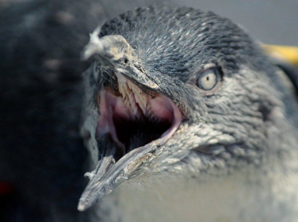 大きく口を開けたフェアリーペンギン。 ペンギンの仲間には歯が