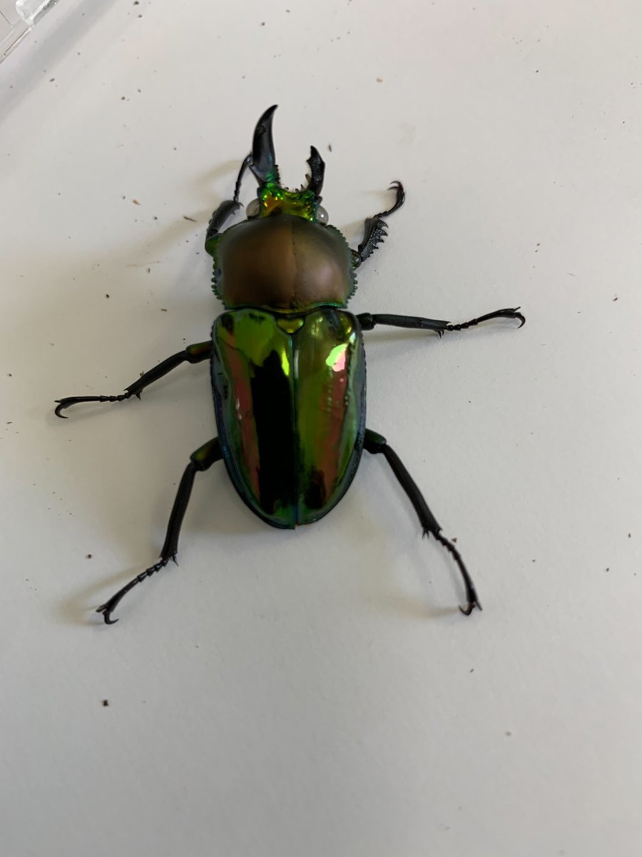 ニジイロクワガタ #モザイク雄雌型 あごの大きさだけでなく、右半分の