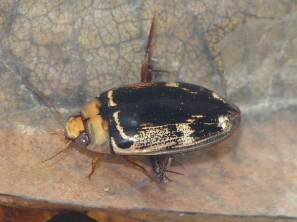 140字の制限の中でこの和名の長さは致命的ですが、ひとまず祝新種記載