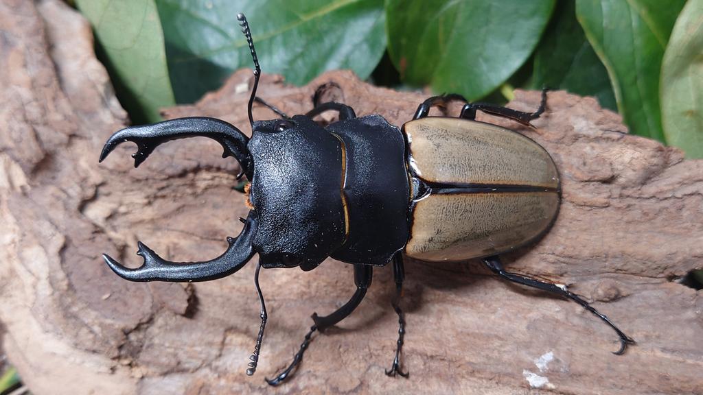 カステルナウディツヤクワガタ ♂85ミリ 長歯 WD