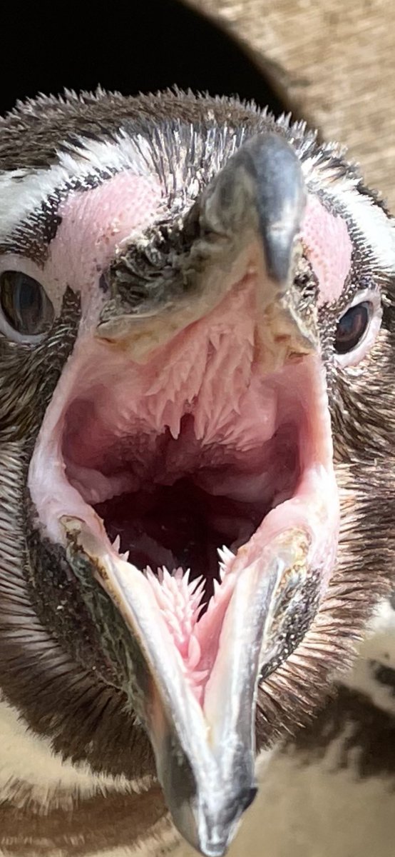 給餌中に満腹になってきたペンギンが、一度くわえた魚をポイっと地面に