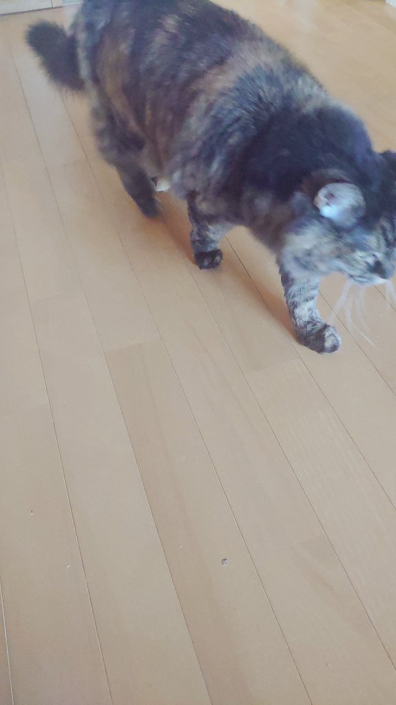 今日の分の詫びにゃーすけです