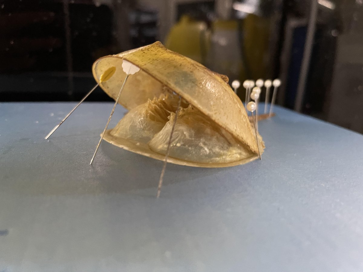 アメリカカブトガニのぬけがらです！ エビやカニと違って背中側では