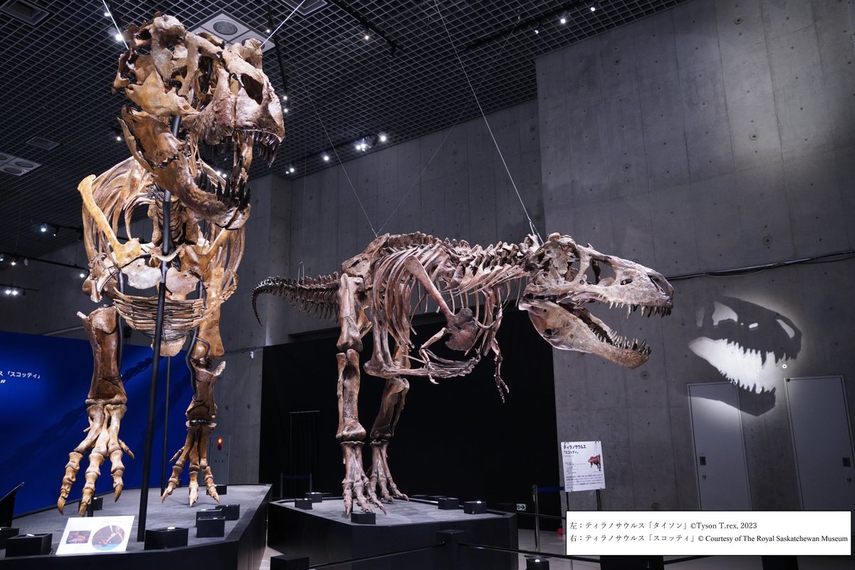 🦖特別展 #恐竜博2023 🦖 開催は6/18（日）まで💨 現在 #かはく では