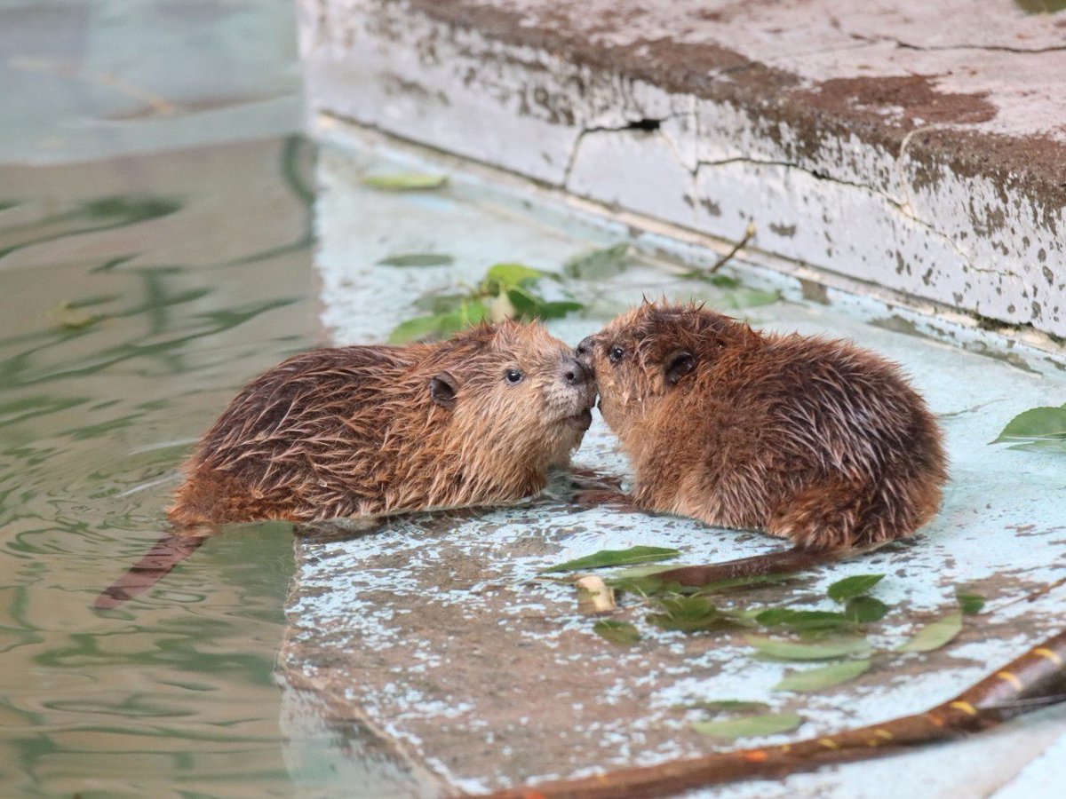 チビーバーが可愛すぎた #羽村市動物公園 #アメリカビーバー