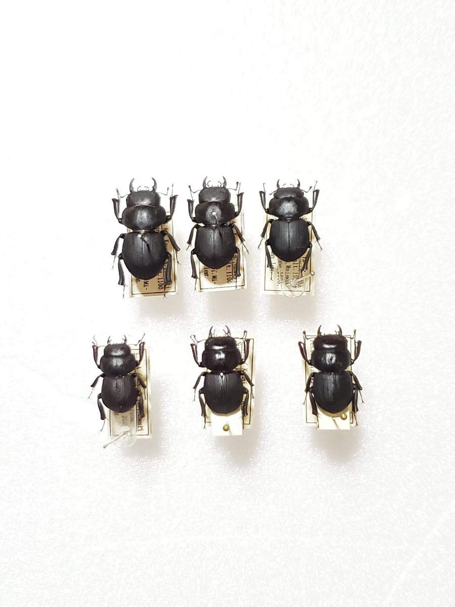 ハワイは北半球 #ハワイハネナシクワガタ #ハワイのクワガタ