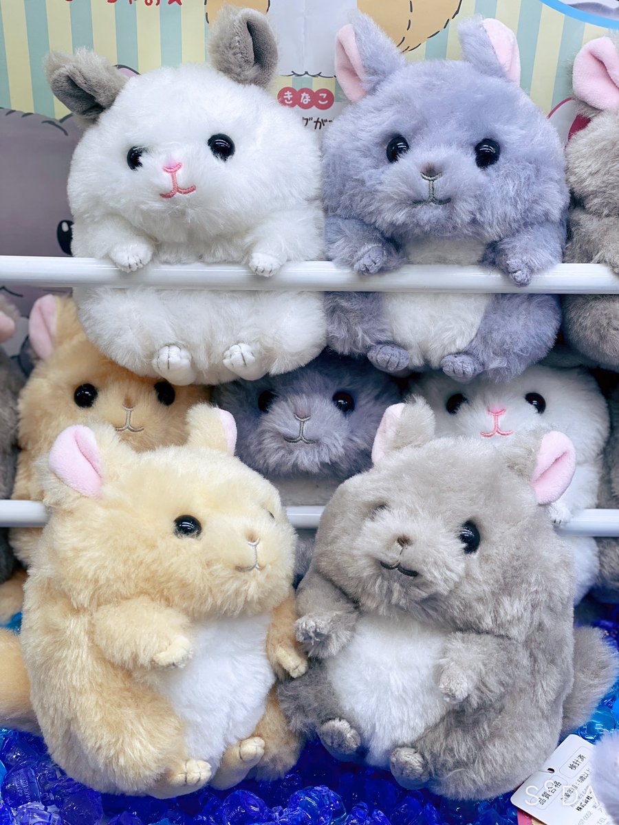 こちらもご好評につき再入荷✨👀 【 #まるもふチンチライブ