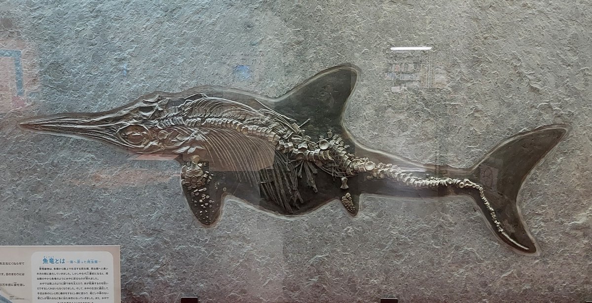 展示品「化石トンネル」にあるドイツのホルツマーデンで見つかった #魚