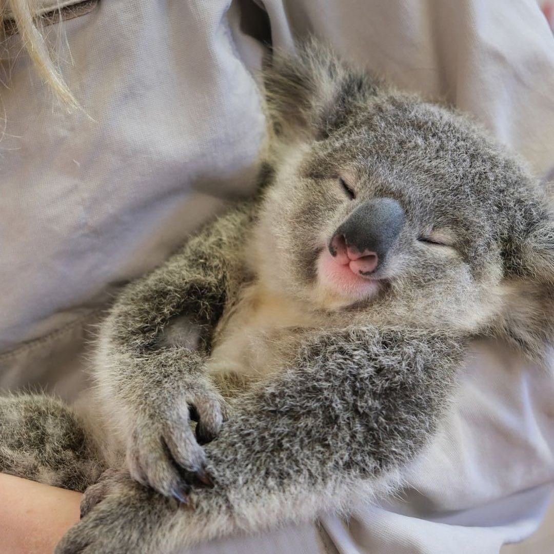 春眠暁を覚えZZZZZZなコアラちゃんたちに萌えキュン 📸 @AustraliaZoo