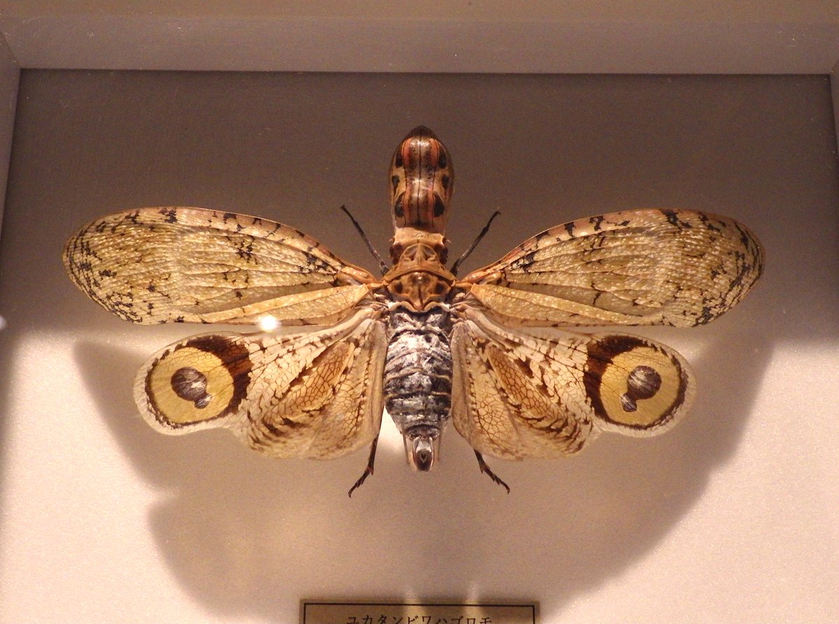 暑いですね今日は☀️ それ以上に熱い虫捕り欲求を抑えつつ、オープン