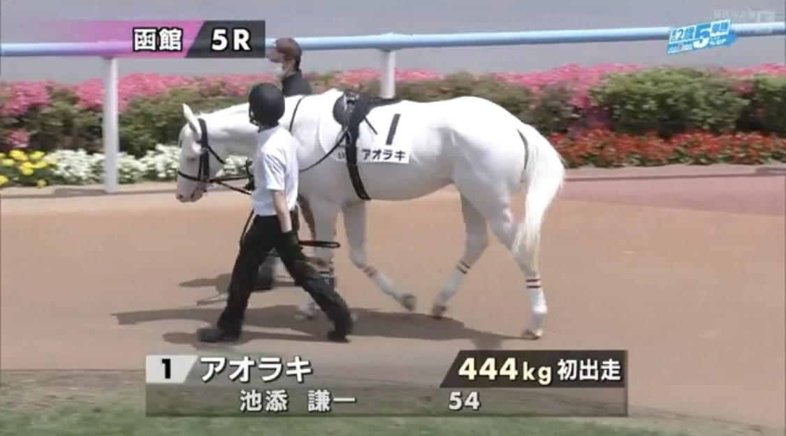 アオラキ が、函館5R 2歳新馬戦でデビュー。 今年もまた「白毛馬」が