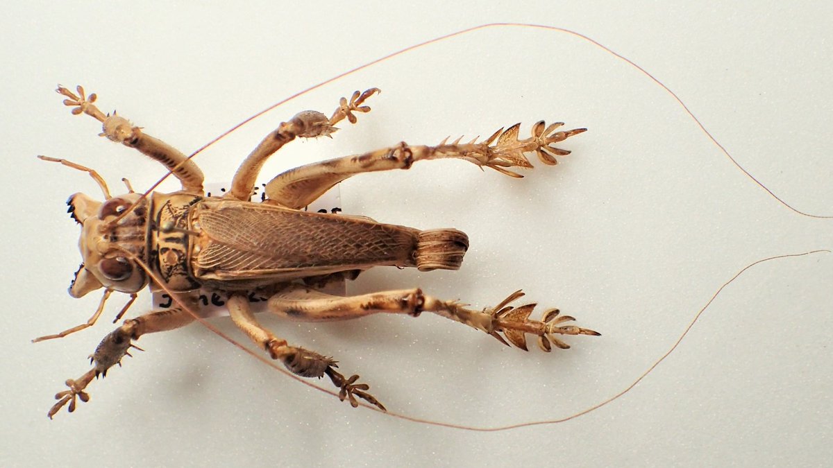 パキスタンのマキバネコロギス(Schizodactylus monstrosus ) あちこち