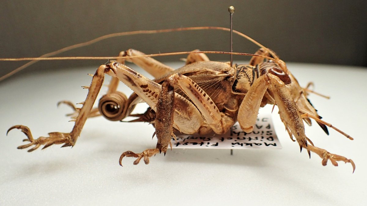 パキスタンのマキバネコロギス(Schizodactylus monstrosus ) あちこち