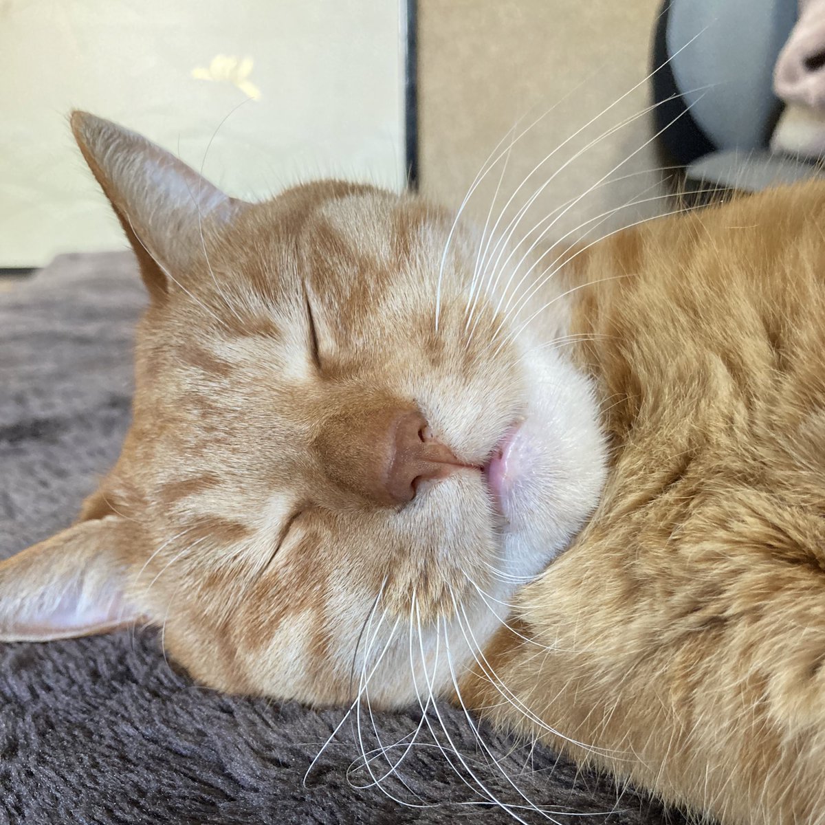 にゃんこ (@michael000601) / Posts / X