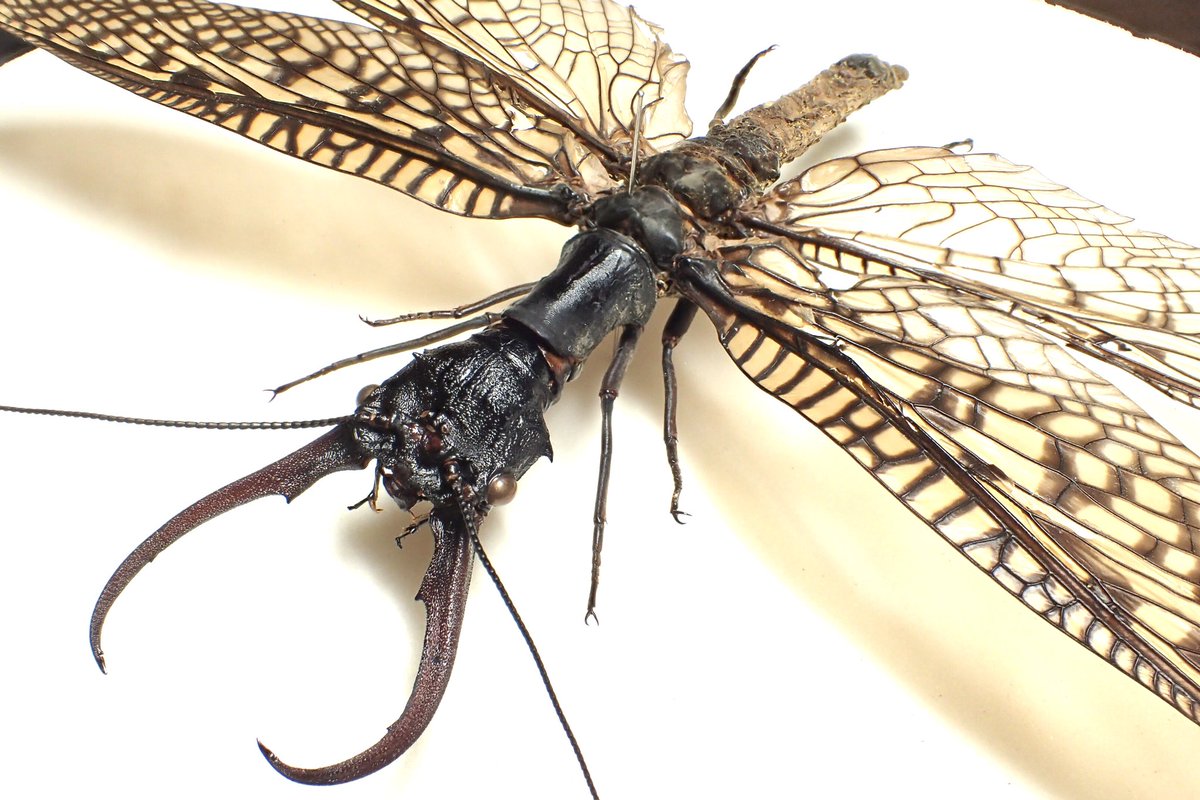 中国産オオキバヘビトンボ𝐴𝑐𝑎𝑛𝑡ℎ𝑎𝑐𝑜𝑟𝑦𝑑𝑎𝑙𝑖𝑠