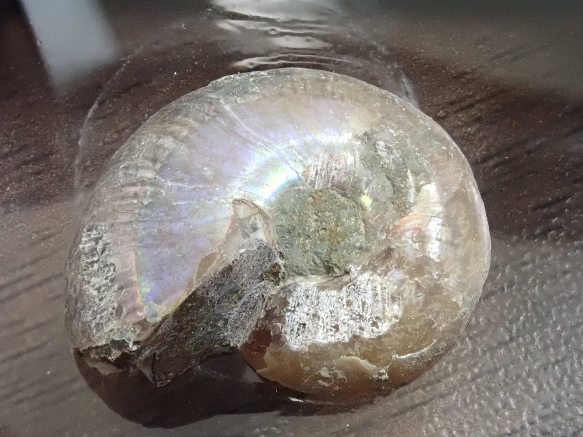 希少サイズ 完品 オウム貝の殻 大小2個セット フタゴヤシ 希少サイズ