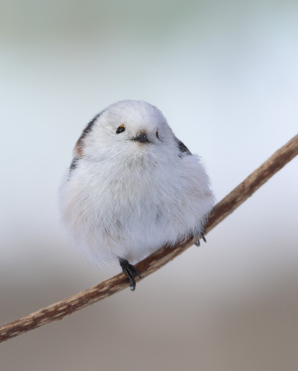 もふもふもふようび