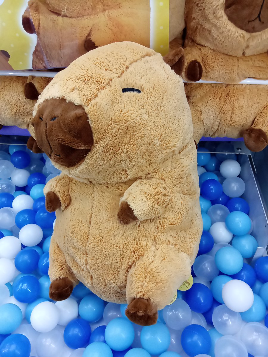 新景品入荷／ ・超ドでかい！カピバラさんぬいぐるみ 入荷しました