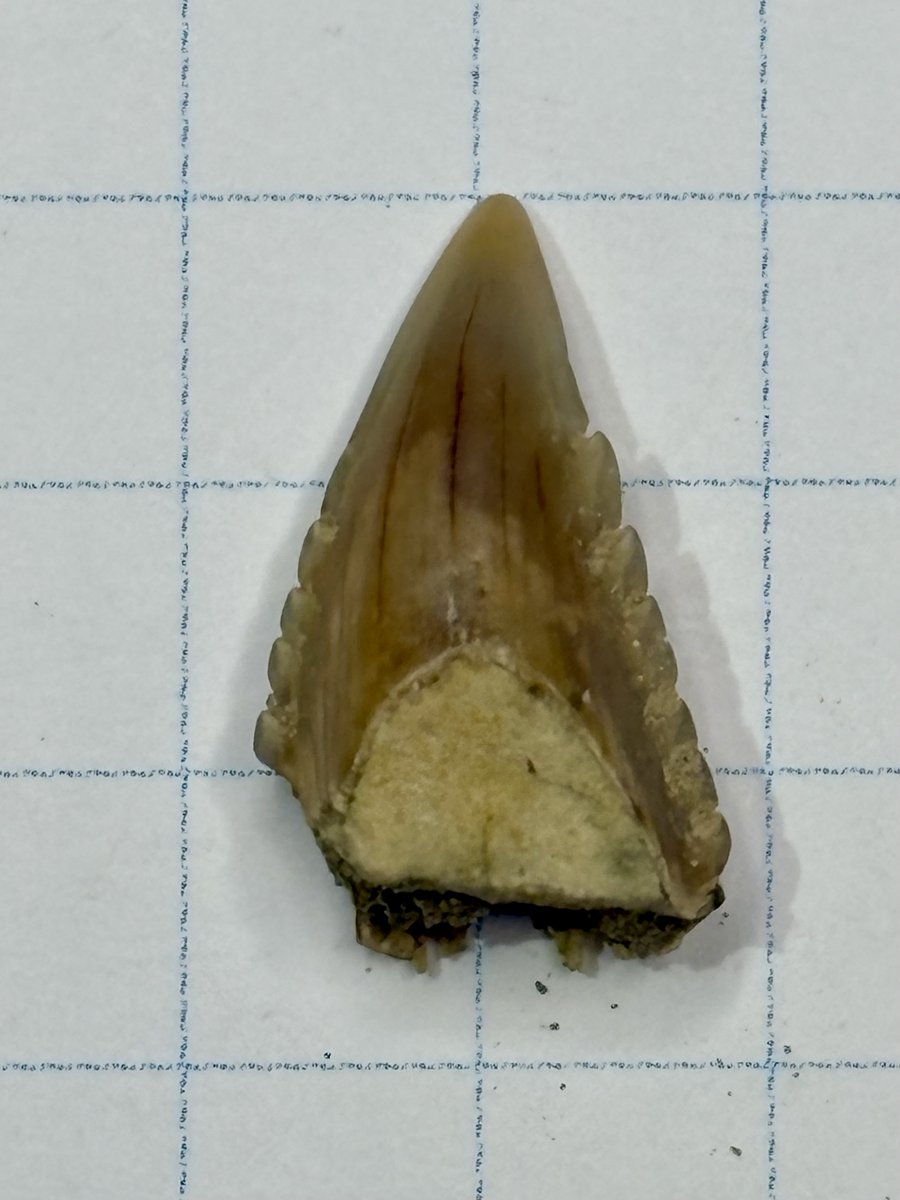 見つかってすぐは、どの種類のサメの歯か確信が持てなかったのですが