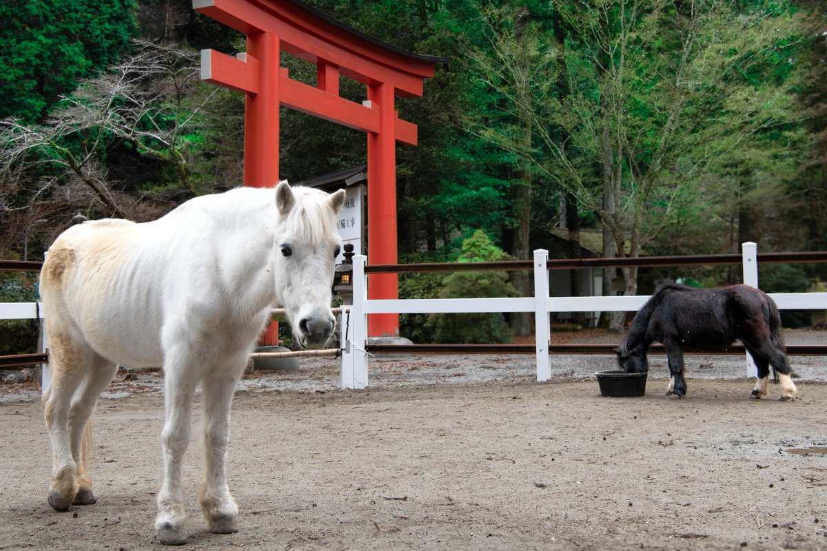 神馬の白ちゃん🫏黒ちゃん🐎／ #丹生川上神社下社 （にうかわかみじん