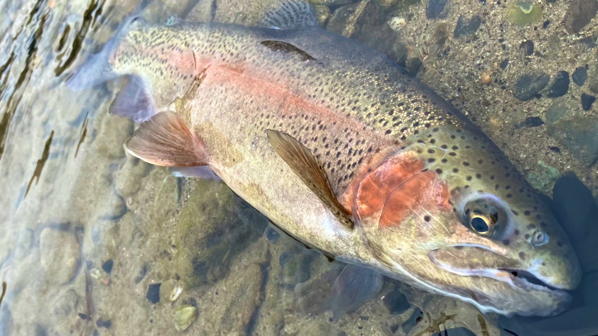 とことこ🚶‍♀️みーちゃん🐰 (@miiichan_1225) / Posts / X