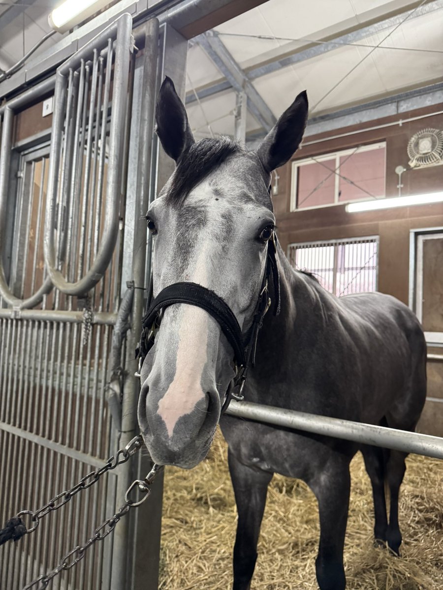 芦毛好きの皆さまへ❣️ 中山6Rに出走するリラゲイルくんです