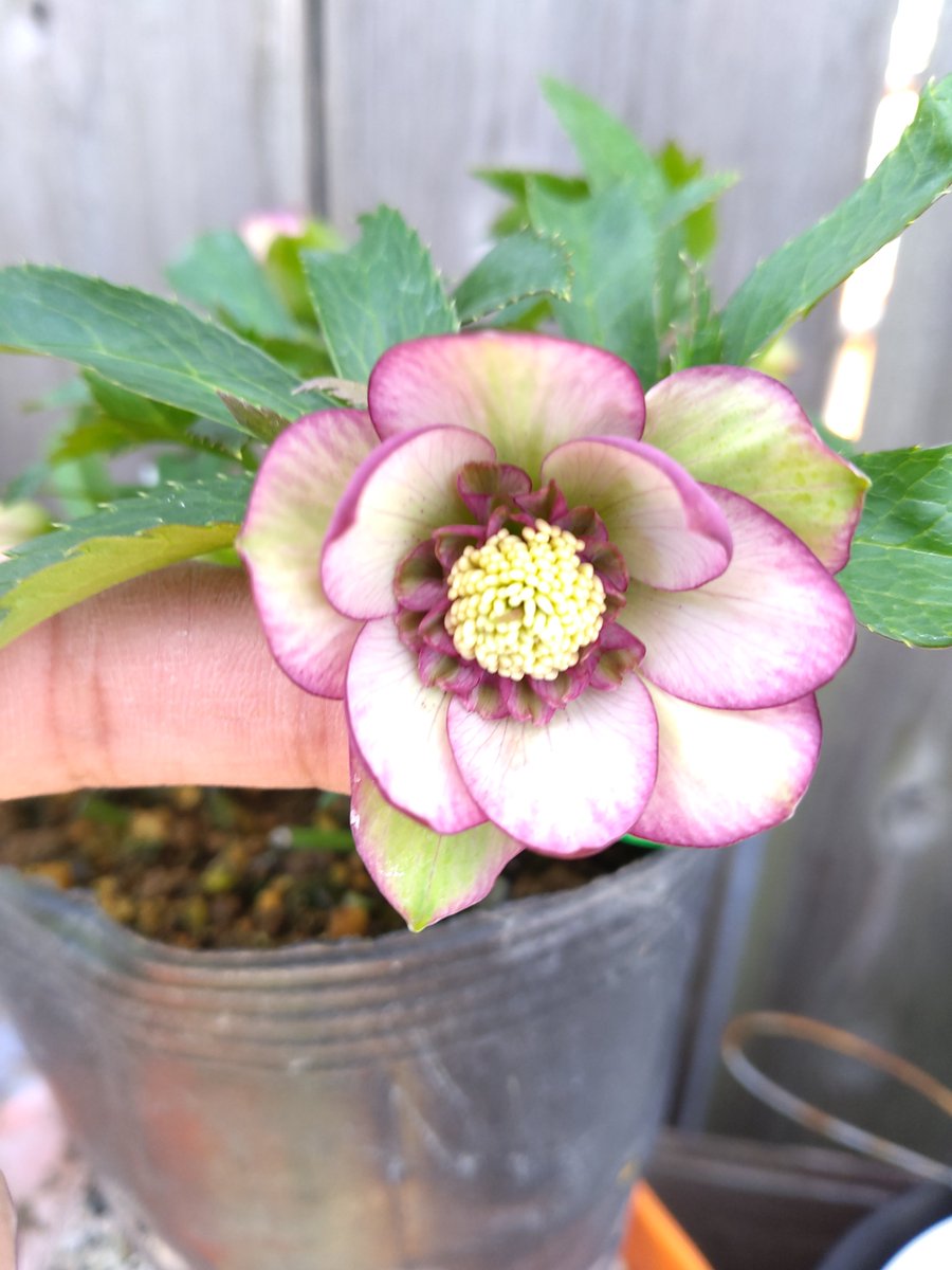 ガーデンセンター八千代店】 クリスマスローズ #大木ナーセリー さん