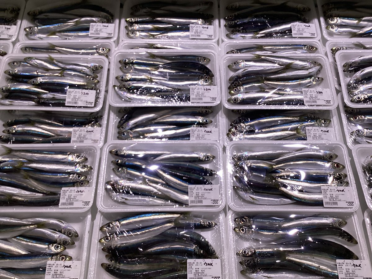 1/19（月） 本日、底引き網漁の船が出漁しています！ 朝のショーケース