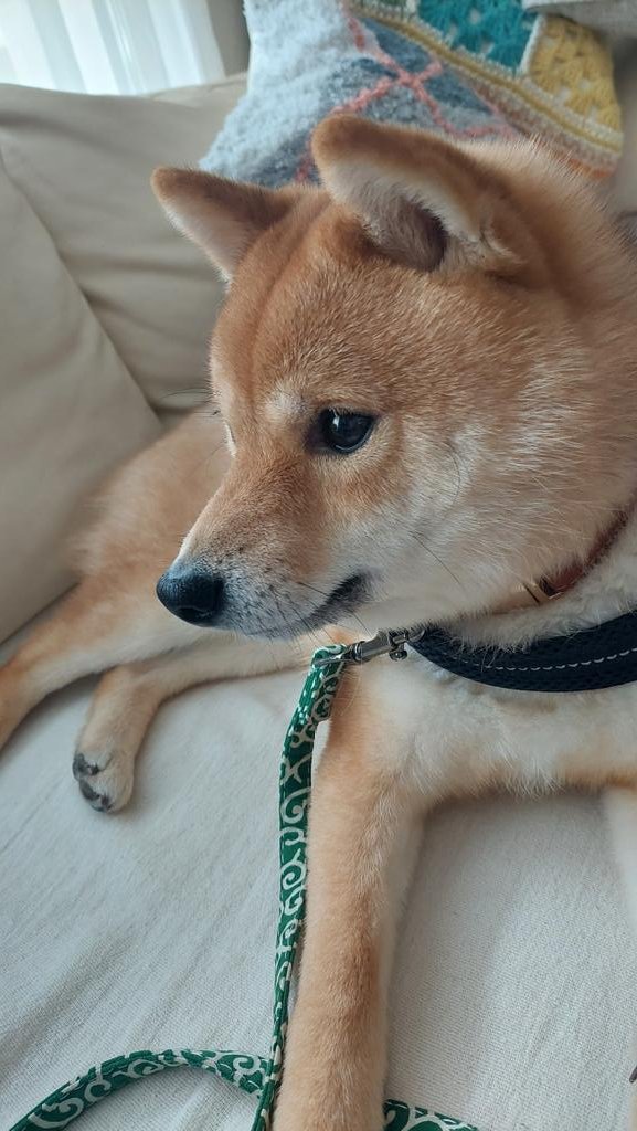 ポメ豆柴ごんちゃん (@2OxN9oMDA777770) / Posts and Replies / X