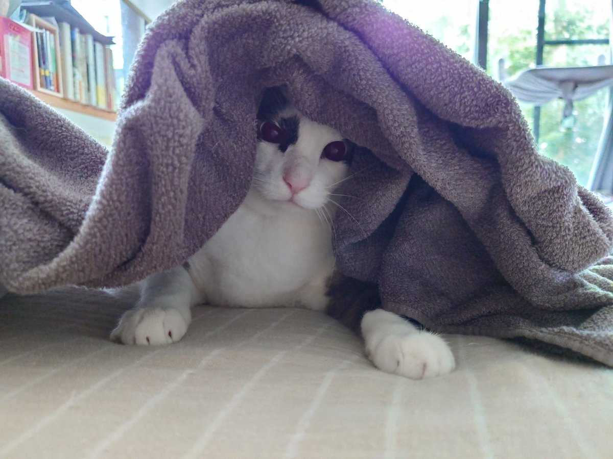 ふくちゃん、なんという可愛さ！ #N機関