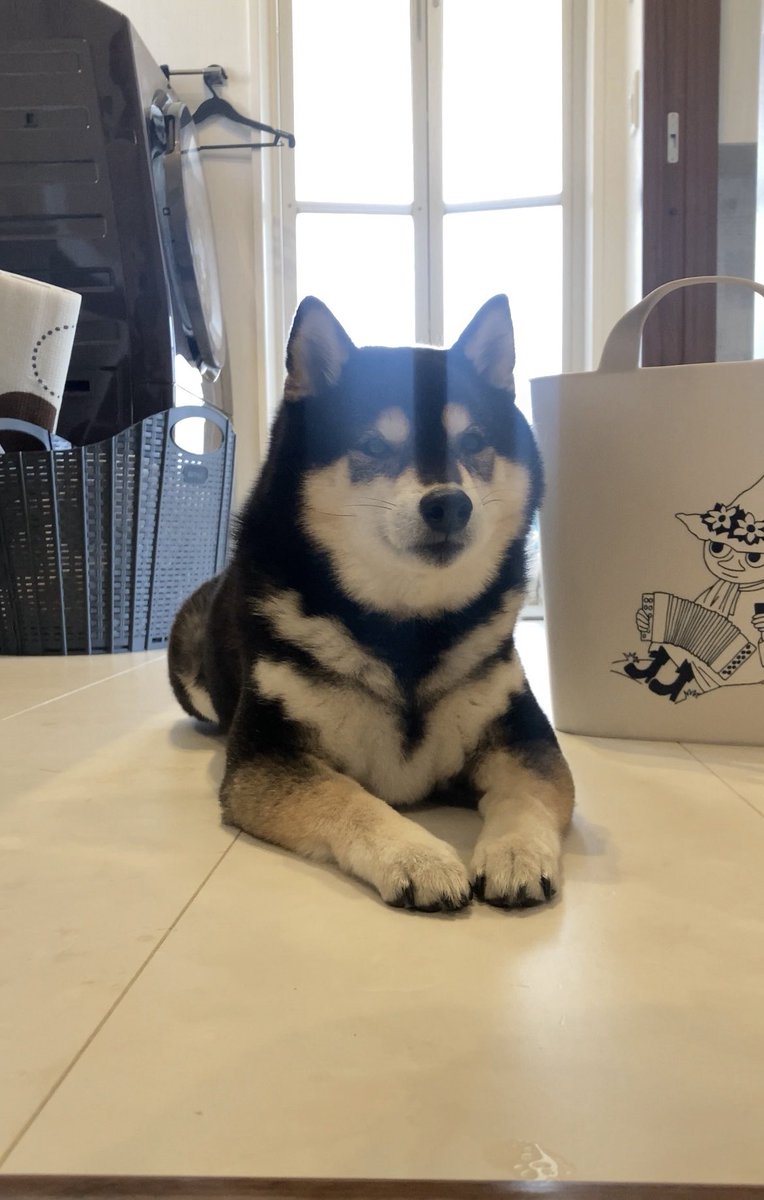 ぽんぽんポン助 (@ponpon_PONSUKE_) / Posts / X