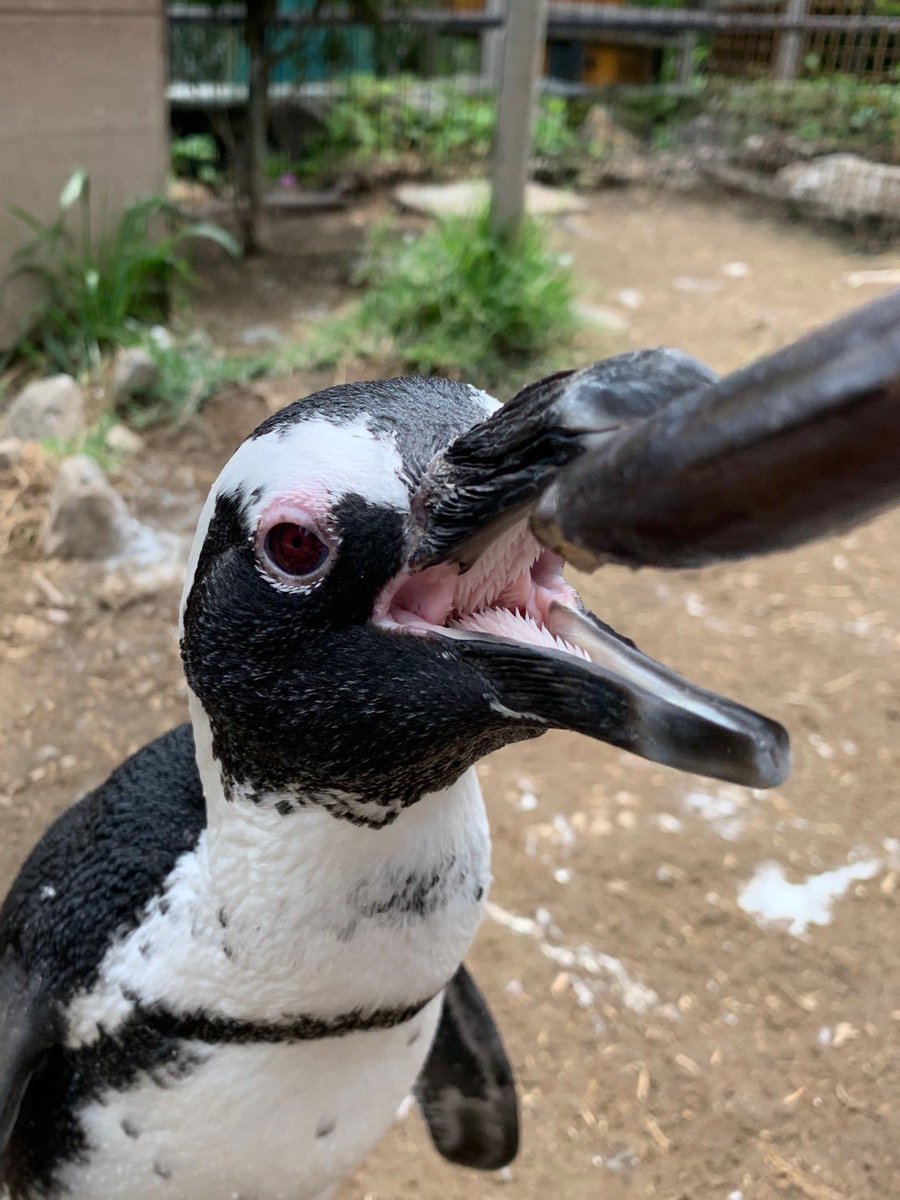 GtDGWLJacAA2VtQ.jpg?format=jpg